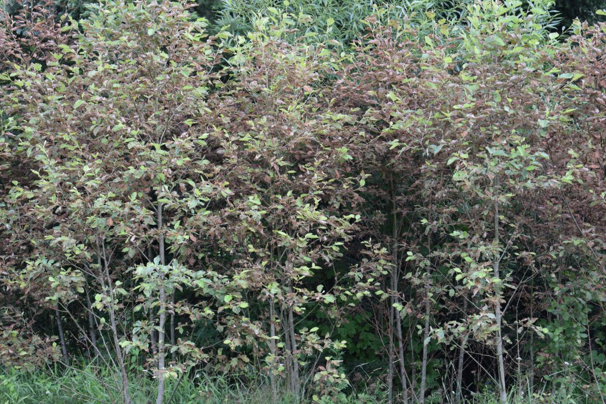 13.Alknu20lapgrauzu20bojati20alksni20FOTO20VMD20publicitates20materials_0.jpg