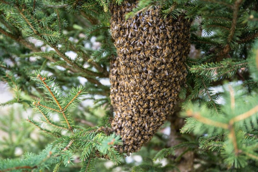 Piedalies fotokonkursā “Noķer bišu spietu”!