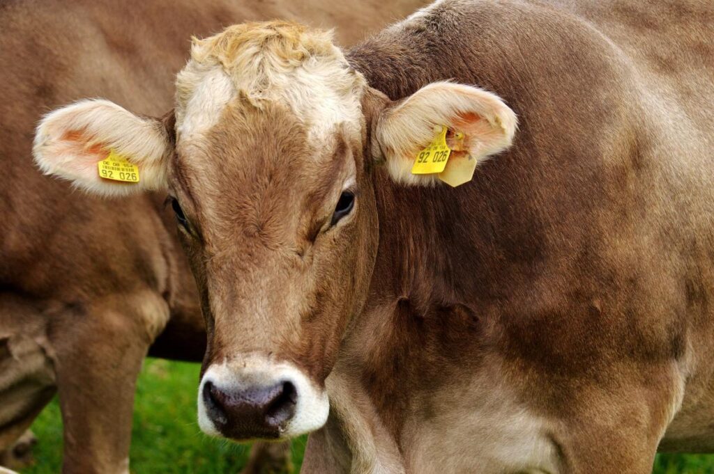 Aicina ceļotājus un pārnadžu kārtas dzīvnieku īpašniekus ievērot biodrošības prasības