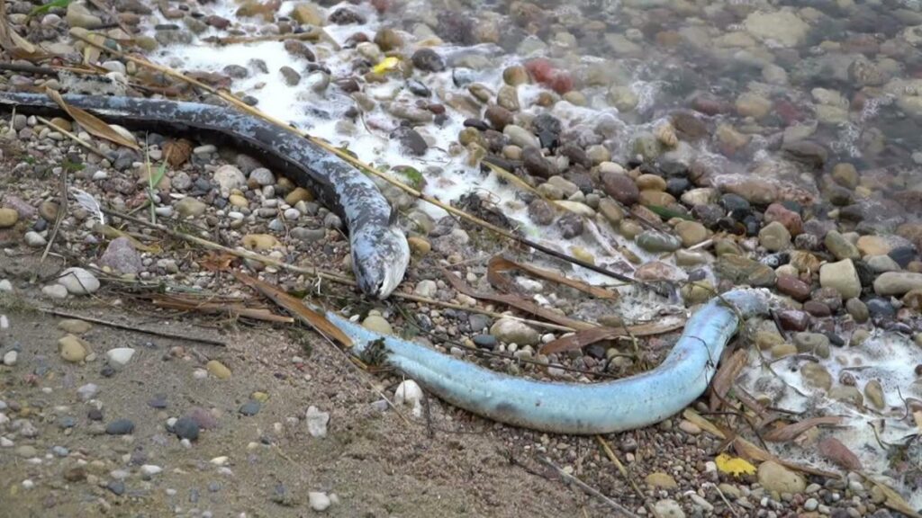 Zušu un ķīšu bojāeju Rāznas ezerā izraisīja vairāku faktoru kopums