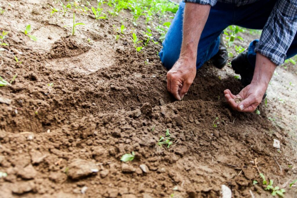 Agronomes ieteikumi, kā sagatavot augsni dārzeņu audzēšanai