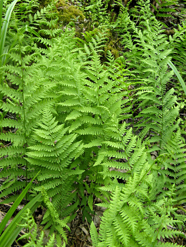 13.lpparasta_purvpaparde_thelypteris_palustris_280514_Julita_Klusa.jpeg