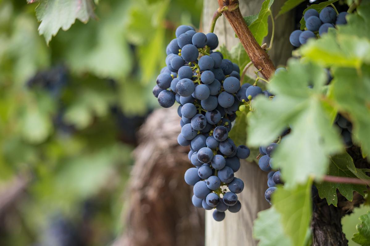 1320grapes-7157943_1280.jpg