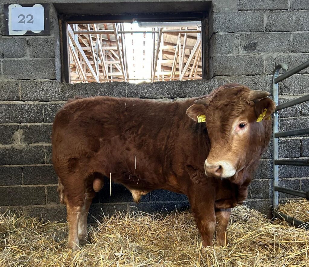 Gaļas šķirņu vaislas jaunbuļļu izsolē dārgākais bullis pārdots par gandrīz 6000 eiro