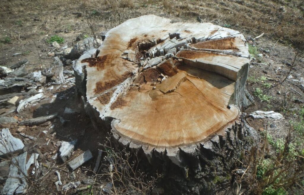Par dižkoku iznīcināšanu piespriež bargus sodus