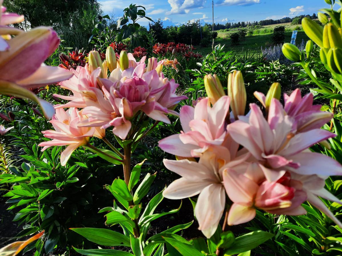 4.lpp_.lilijas.jpg
