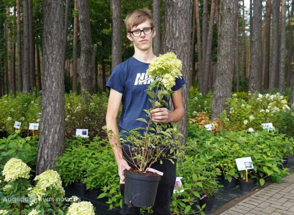 Jaunais dārznieks Elmārs Baika izveidojis iespaidīgu hortenziju kolekciju