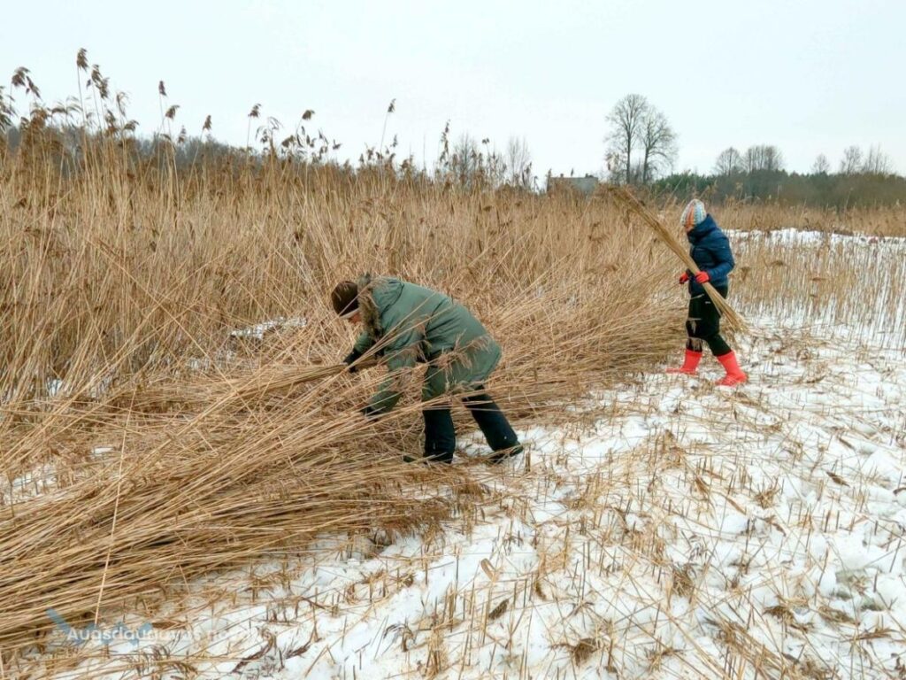 Turpinās niedru pļaušana Sila ezerā
