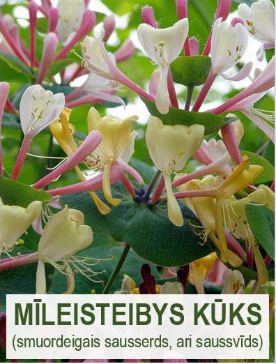 9.lpp_.milesteibys20kuks_19.08.2022_0.jpg