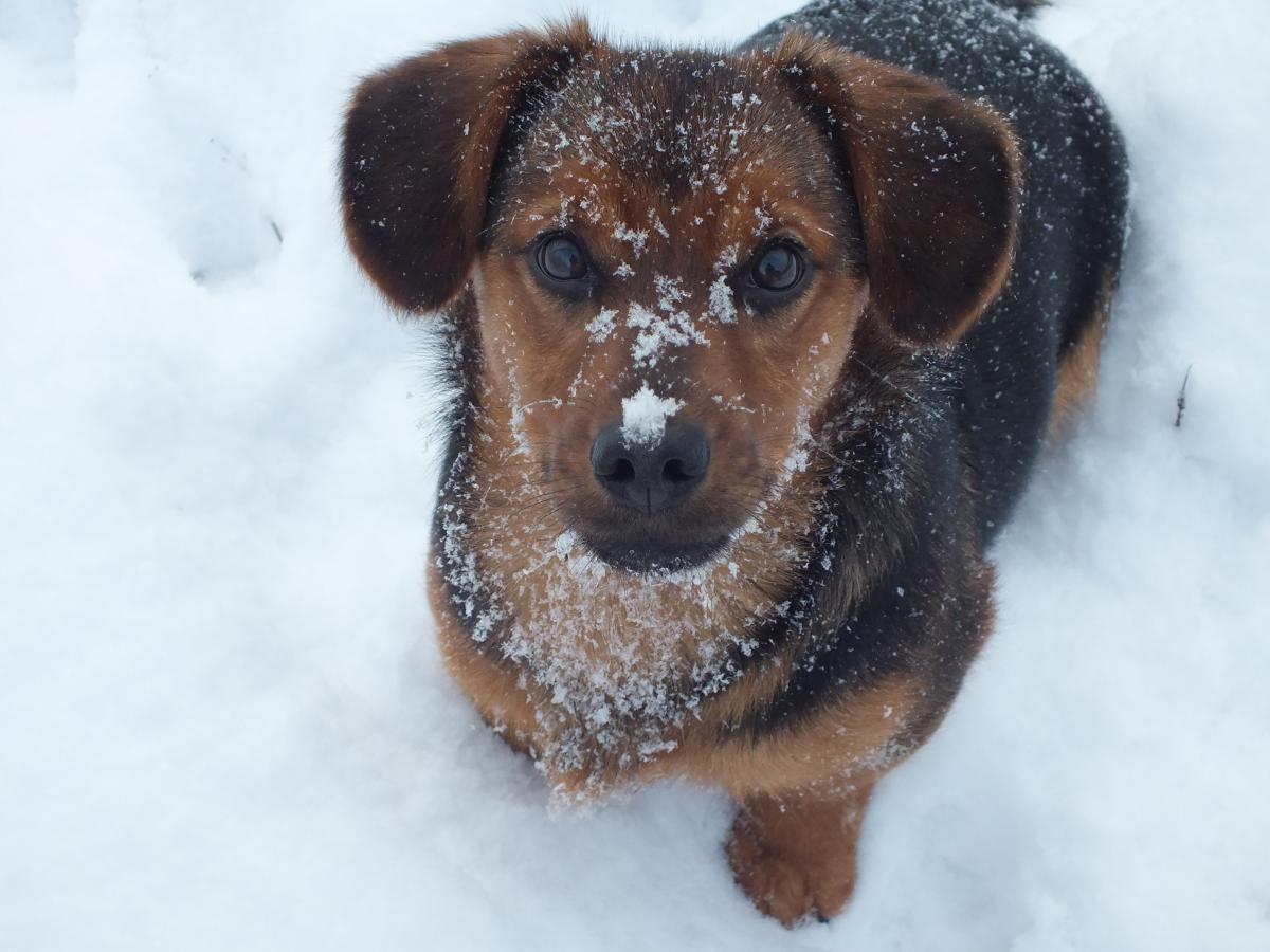 Dzespers2028129.jpg