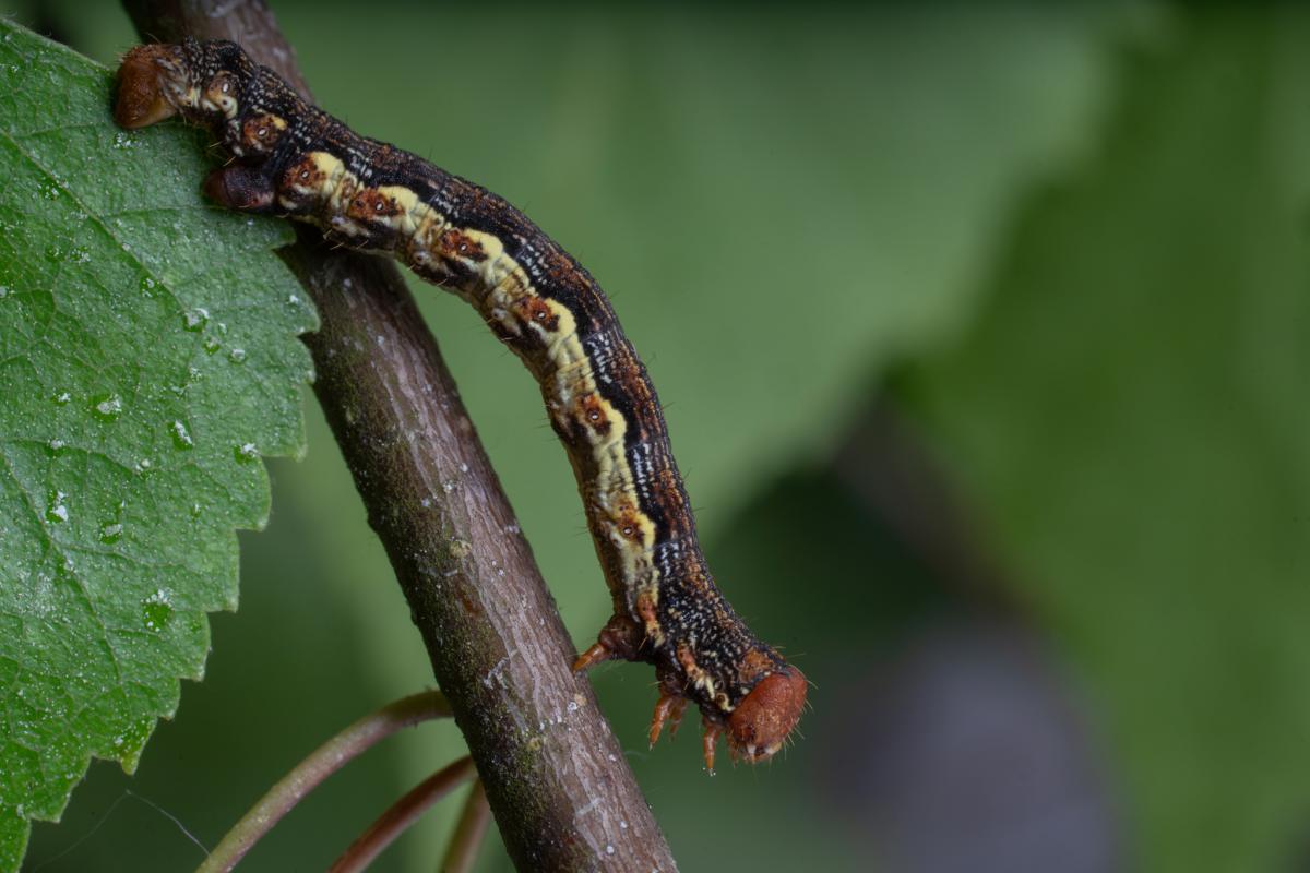 Erannis_defoliaria.jpg