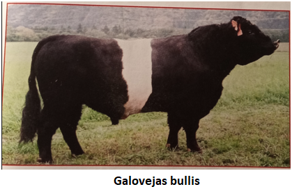 Dažādu šķirņu liellopu gaļas kvalitāte 