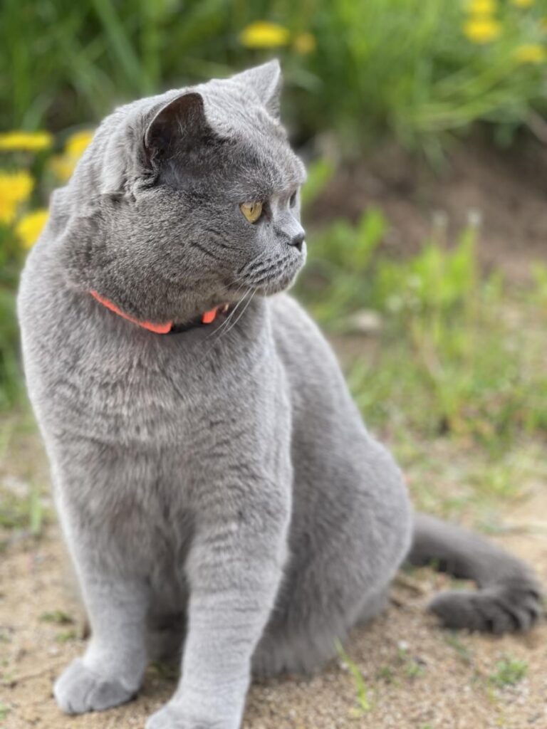 Mīluļa CV: Hugo Boss