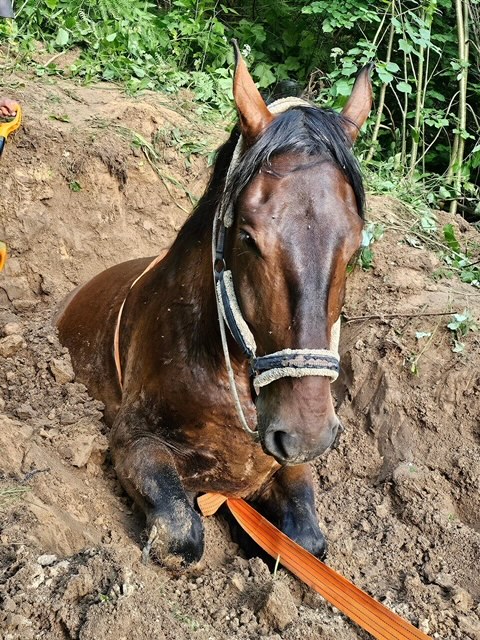 Palīdzēja zirgam Dunduram izkļūt no bedres