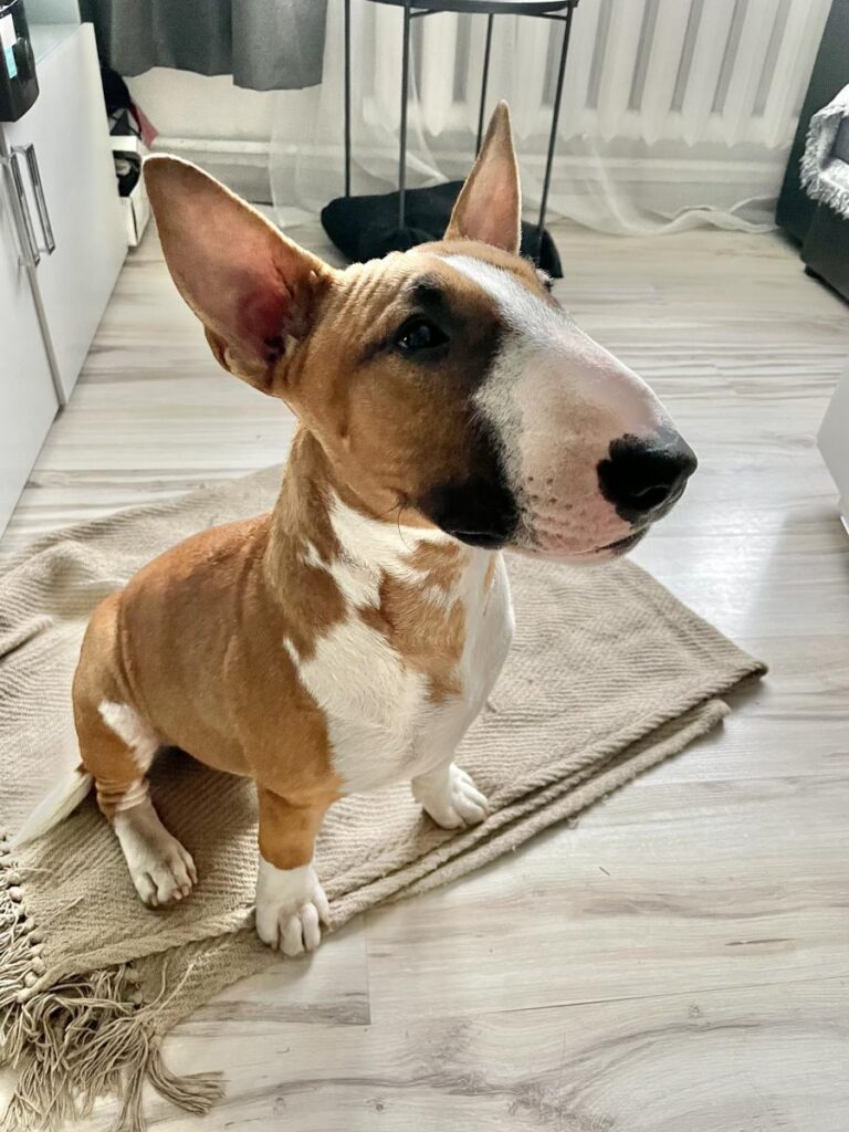 Mīluļa CV: miniatūrais bulterjers Apollons Riko Black Diamond, mājās saukts par Riko