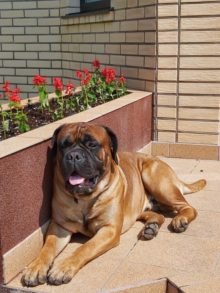 Rufo_0.jpg