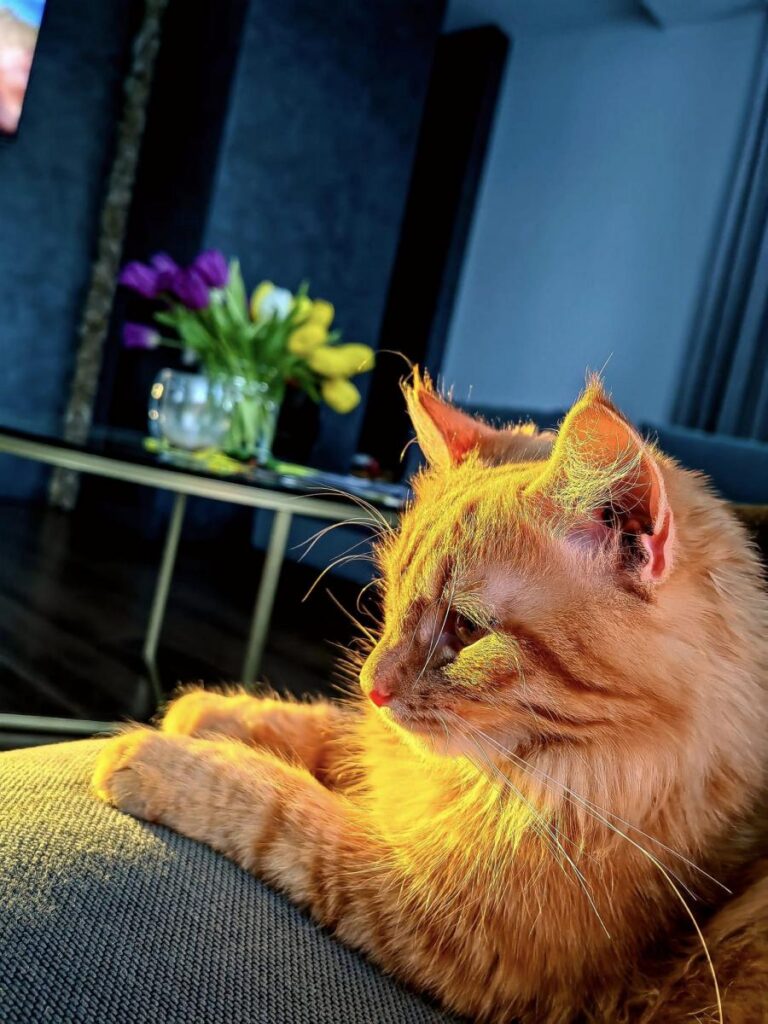 Mīluļa CV: Ģimenes terapeits Simba