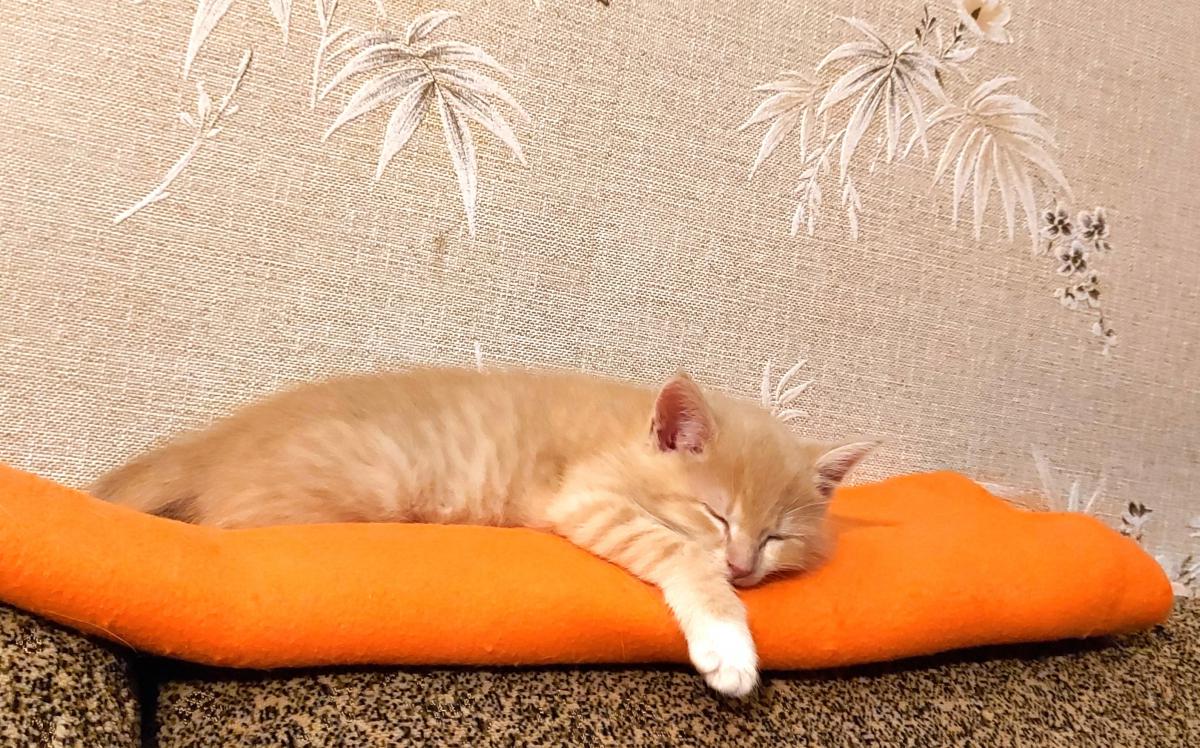 Simba2028129.jpg