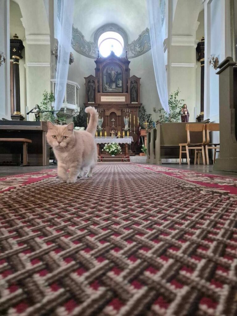 Mīluļa CV: Mans mīlulis Toms