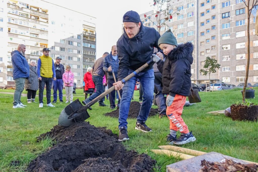 Ventspils labiekārtotajos pagalmos iestāda kokus