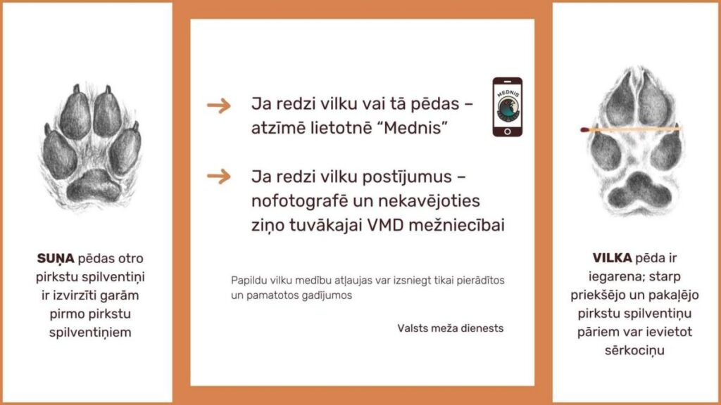“Novadi zaļo”: Meža sanitāri – sargājami vai pārāk sargāti?