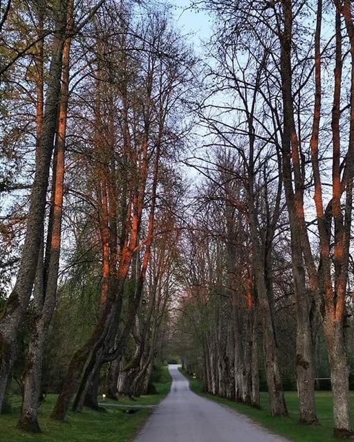 Sakopta liepu aleja Jersikā