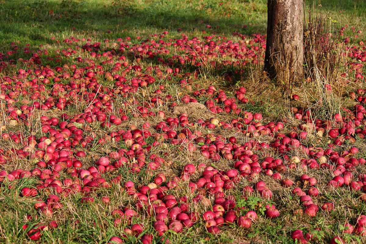 apples-gd43a76f4c_1280.jpg