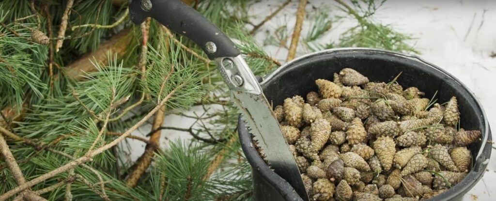 Valsts mežu sēklu plantācijās ievāc čiekuru ražu