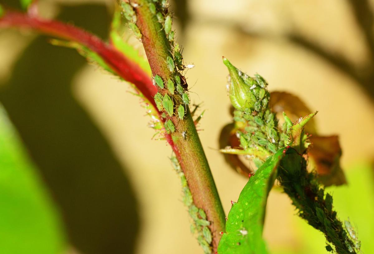 greenfly-g1cfcf7614_12802028129.jpg