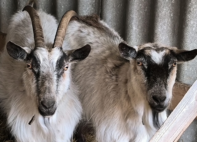 Mīluļu CV: Manas kazas – Belka un Strelka