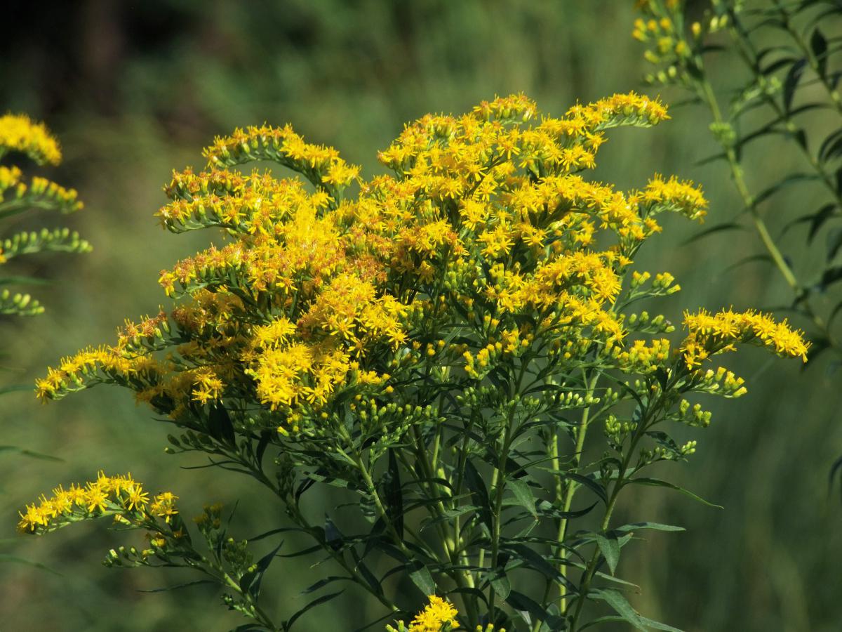 invaziva_suga_canadian-goldenrod-g46000c63f_1920.jpg