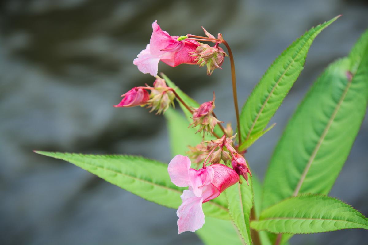 invaziva_suga_impatiens-glandulifera-gded86cc96_1920.jpg