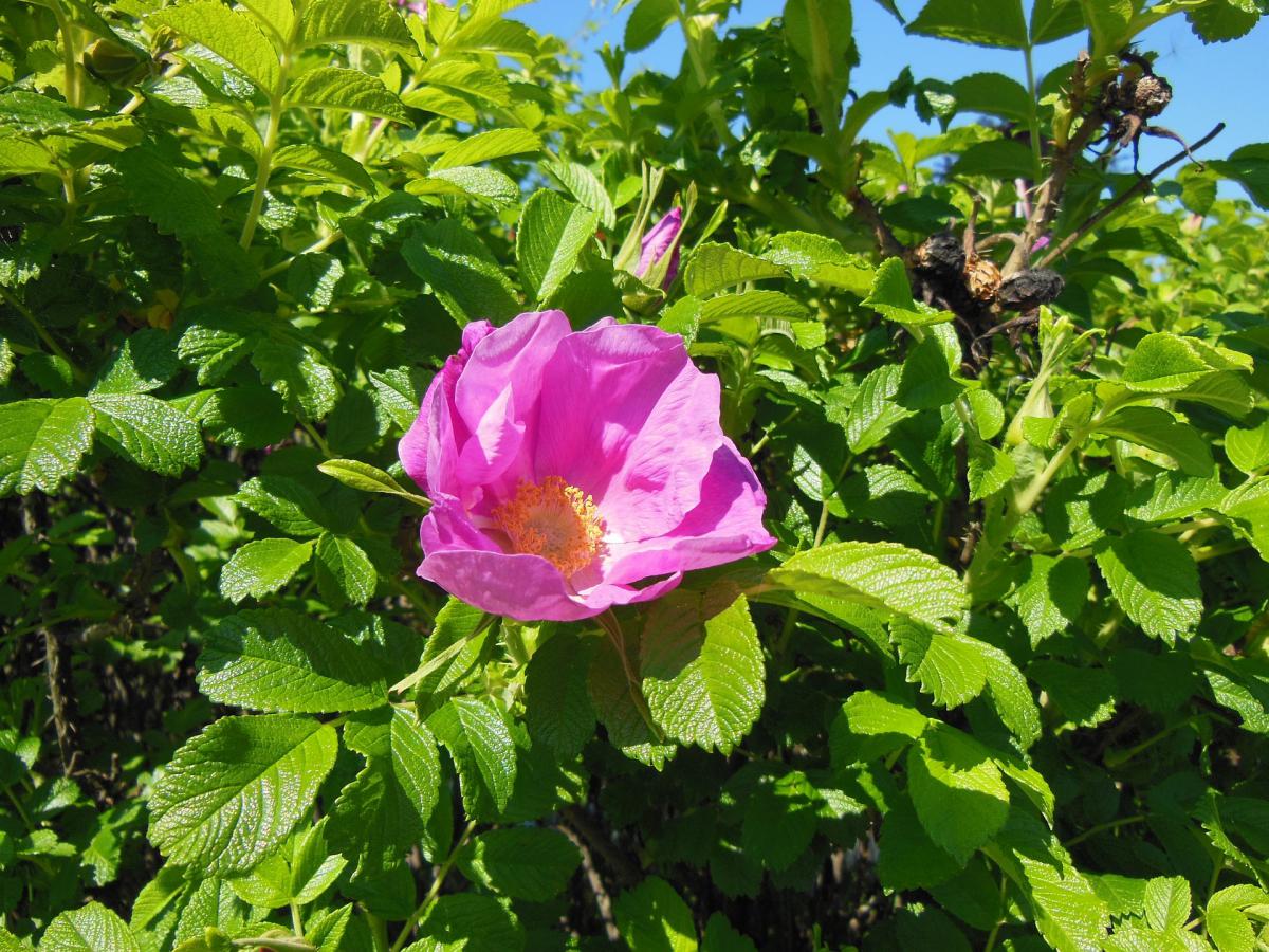 invaziva_suga_rosa-rugosa-g6d082983c_1920.jpg