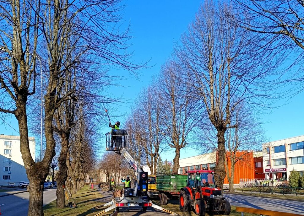 Uzsākti ikgadējie koku kopšanas darbi