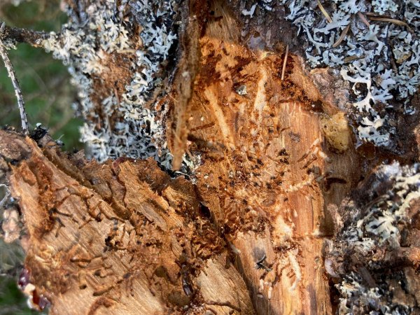 Egļu astoņzobu mizgrauža ierobežošanai meža īpašniekiem jāapseko egļu audzes