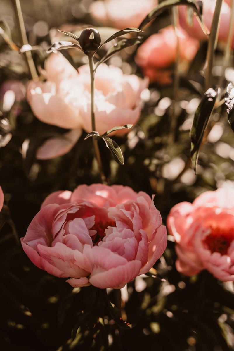 peonies.jpg
