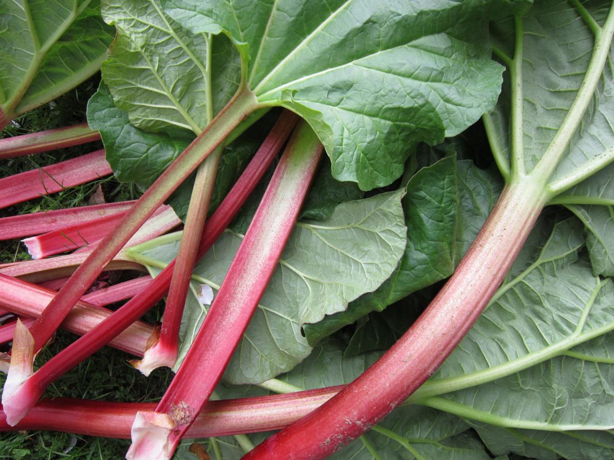 rhubarb.jpg