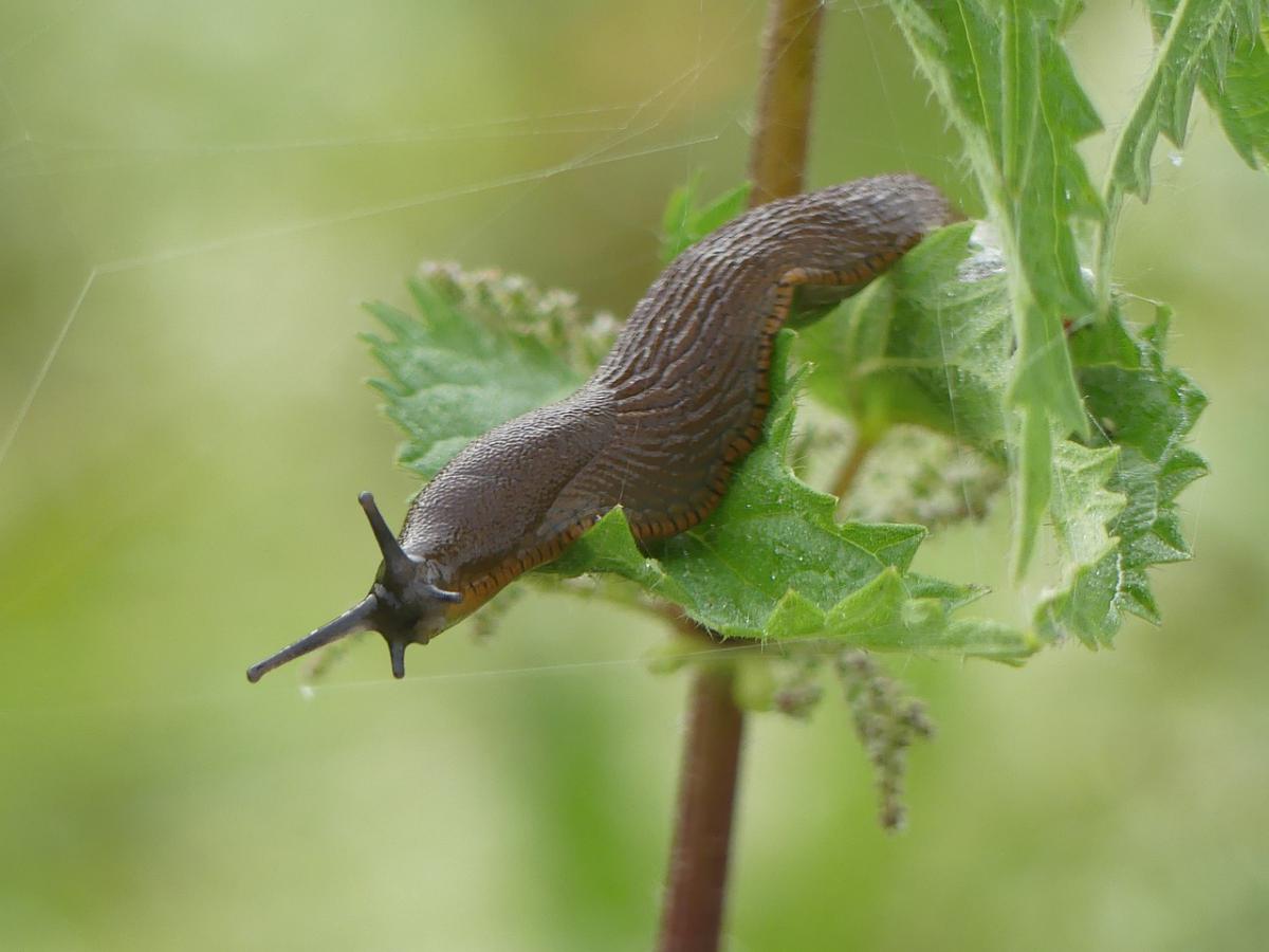 snail-g6ae65463b_1280.jpg
