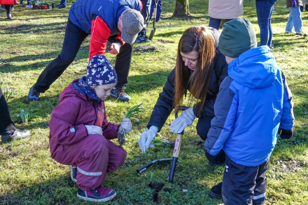 Iedēsta 5000 sniegpulkstenīšu stādus