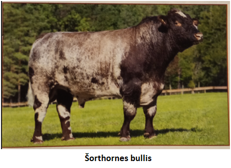 sorthornes20bullis.png