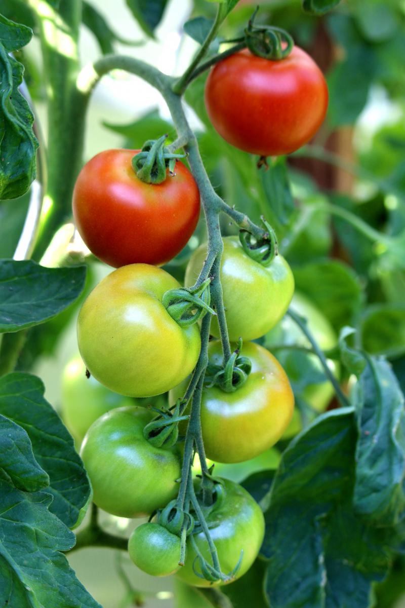 tomatoes-gfa79615c5_1920.jpg