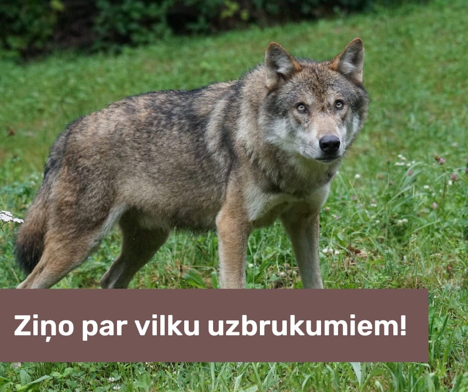 Kā rīkoties, ja mājlopiem uzbrucis vilks
