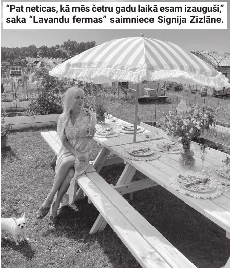 “Pat neticas, kā mēs četru gadu laikā esam izauguši,” saka “Lavandu fermas” saimniece Signija Zizlāne