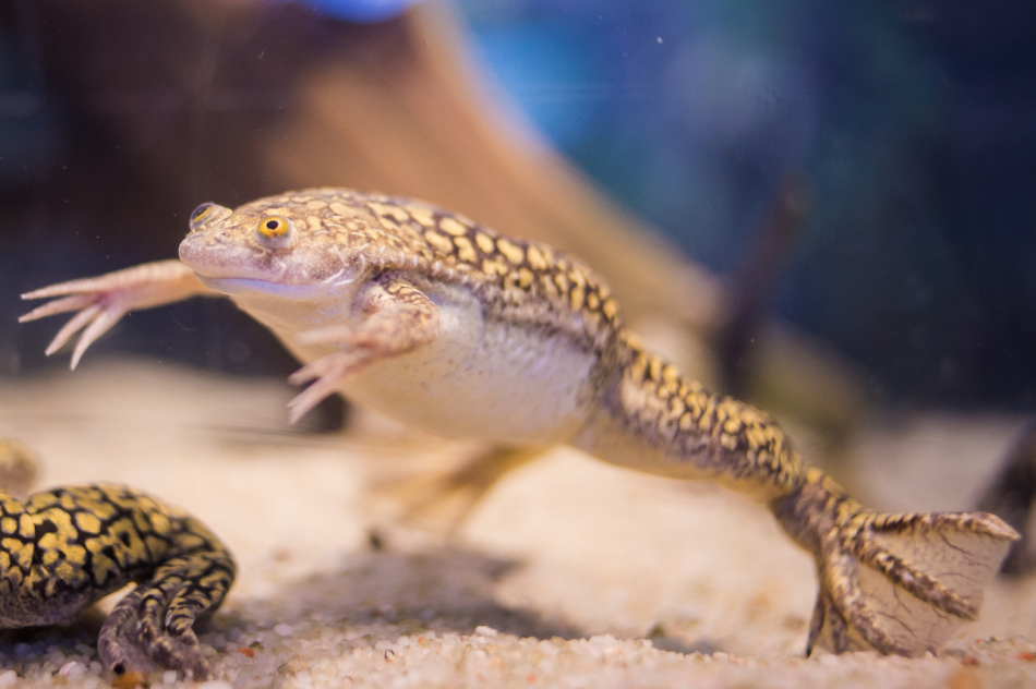 Latgales zoodārzs pirks Āfrikas piešu vardi un citus retumus